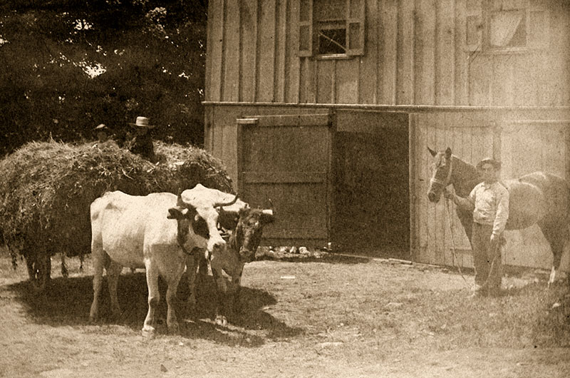 animals