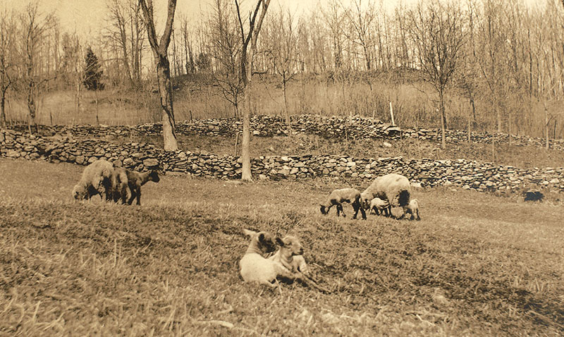 sheep